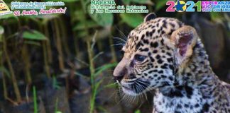 Jaguar captado en Nicaragua