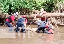 Termina búsqueda: Encuentran cuerpo de ciclista arrastrado por corriente en León Encuentran cuerpo de hombre que lo arrastró la corriente en Telica, León