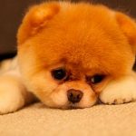 ¿Sabías que los perros derraman lágrimas de alegría? Un estudio lo confirmó La oxitocina podría aumentar las lágrimas en los perros
