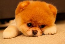¿Sabías que los perros derraman lágrimas de alegría? Un estudio lo confirmó La oxitocina podría aumentar las lágrimas en los perros