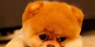 La oxitocina podría aumentar las lágrimas en los perros 