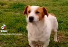 Malvado, el perro más tierno y «endemoniado» del TikTok (VIDEO) Pancho, el perrito malvado del TikTok