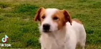 Pancho, el perrito malvado del TikTok