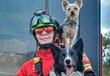 10 años de cárcel por matar a dos perros rescatistas en México ¡Justicia! 10 años de cárcel por matar a dos perros rescatista en México ¡Justicia!