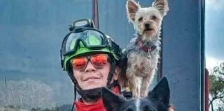 10 años de cárcel por matar a dos perros rescatista en México ¡Justicia!