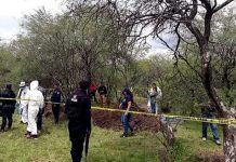 Macabro hallazgo de 11 cadáveres en huerta de aguacates en México Macabro hallazgo de 11 cadáveres en huerta de aguacates en México
