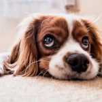 ¡Pánico en Michigan! Al menos 30 perros han muerto tras un misterioso virus ¡Pánico en Michigan! Al menos 30 perros han muerto tras un misterioso virus