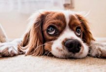 ¡Pánico en Michigan! Al menos 30 perros han muerto tras un misterioso virus ¡Pánico en Michigan! Al menos 30 perros han muerto tras un misterioso virus