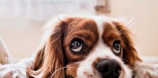 ¡Pánico en Michigan! Al menos 30 perros han muerto tras un misterioso virus