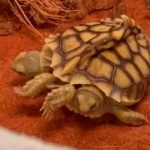 ¡Sorprendente! Nace una tortuga de dos cabezas en Países Bajos