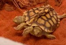 ¡Sorprendente! Nace una tortuga de dos cabezas en Países Bajos ¡Sorprendente! Nace una tortuga de dos cabezas en Países Bajos