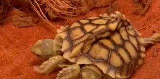 ¡Sorprendente! Nace una tortuga de dos cabezas en Países Bajos