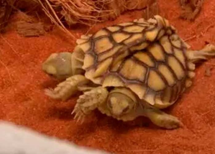 ¡Sorprendente! Nace una tortuga de dos cabezas en Países Bajos