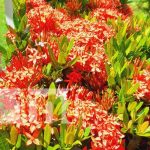 Con pasión por la naturaleza: Promoción de los mejores jardines de Nandaime Premian a los mejores jardines de Nandaime