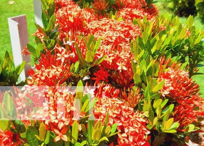 Premian a los mejores jardines de Nandaime