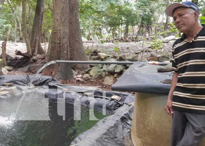 Cultivo de tilapia sigue progresando en Nandaime