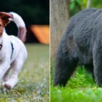 ¡Héroe sin capa! salva a su dueña de ser atacada por una osa Un perro salva a su dueña del ataque de una osa