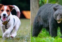 ¡Héroe sin capa! salva a su dueña de ser atacada por una osa Un perro salva a su dueña del ataque de una osa