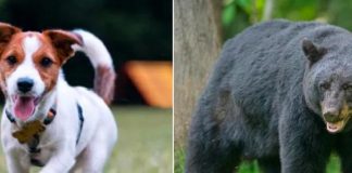Un perro salva a su dueña del ataque de una osa