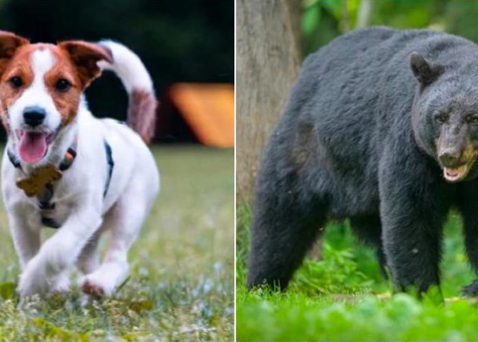 Un perro salva a su dueña del ataque de una osa