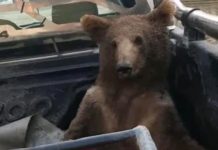 Rescatan a Oso drogado tras comer miel alucinógena en Turquía Oso tuvo que ser rescatado urgente en Turquía