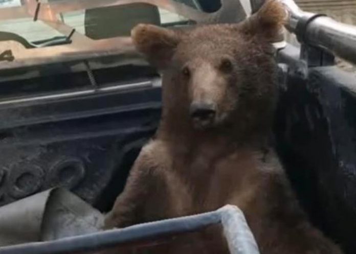 Oso tuvo que ser rescatado urgente en Turquía