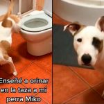 ¡Impresionante! Perrita se ha hecho viral por saber orinar en el baño ¡Impresionante! Perrita se ha hecho viral por saber orinar en el baño