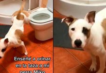 ¡Impresionante! Perrita se ha hecho viral por saber orinar en el baño