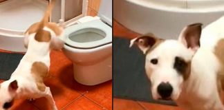 ¡Impresionante! Perrita se ha hecho viral por saber orinar en el baño