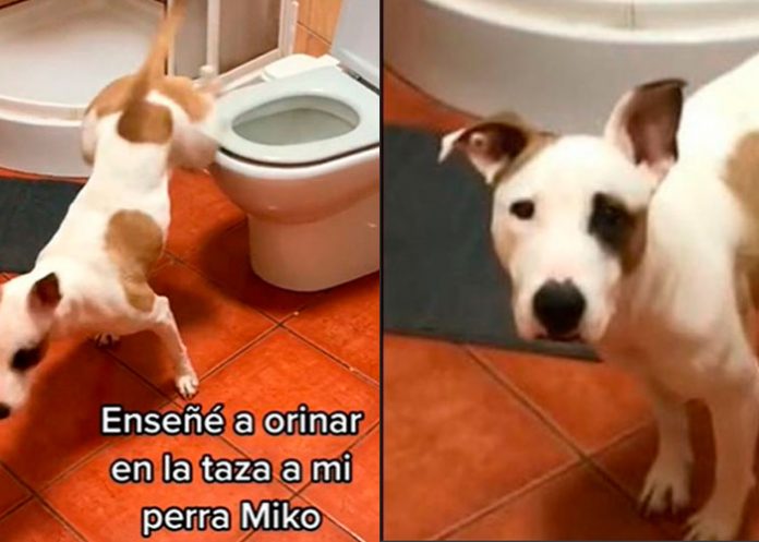 perra-5 ¡Impresionante! Perrita se ha hecho viral por saber orinar en el baño
