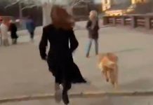 ‘Hizo de las suyas’ Perro le robó el micrófono en vivo a una periodista La periodista corrió detrás del bandido perro