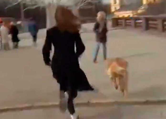 La periodista corrió detrás del bandido perro 