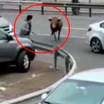 Toro se vuelve «loco» y embiste todo lo que se encontró a su paso en Perú Toro se vuelve "loco" y embiste todo lo que se encontró a su paso en Perú