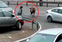 Toro se vuelve «loco» y embiste todo lo que se encontró a su paso en Perú Toro se vuelve "loco" y embiste todo lo que se encontró a su paso en Perú