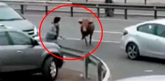 Toro se vuelve "loco" y embiste todo lo que se encontró a su paso en Perú