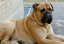 Desgarrador grito de niño lo salva de morir tras ataque perro en Reino Unido Desgarrador grito de niño lo salva de morir tras ataque perro en Reino Unido