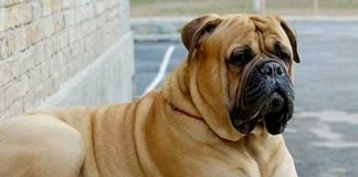 Desgarrador grito de niño lo salva de morir tras ataque perro en Reino Unido