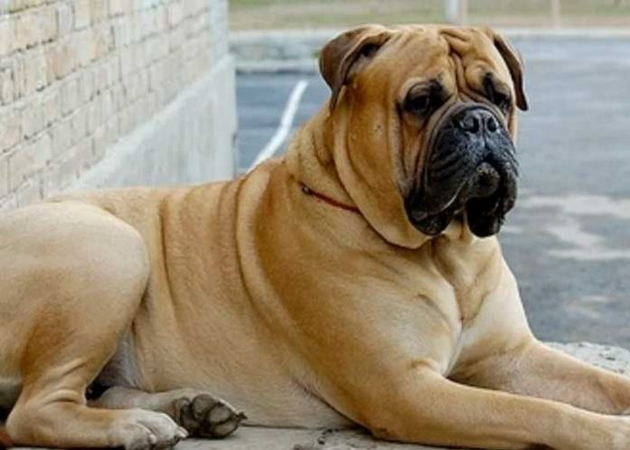 reino-unido-2 Desgarrador grito de niño lo salva de morir tras ataque perro en Reino Unido