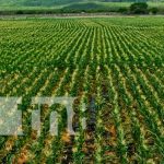 Nicaragua apunta a la soberanía y seguridad alimentaria sostenible Grandes cultivos aseguran soberanía alimentaria en Nicaragua