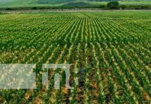 Nicaragua apunta a la soberanía y seguridad alimentaria sostenible Grandes cultivos aseguran soberanía alimentaria en Nicaragua