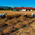 Gobierno de Nicaragua avanza en siembra de arroz secano en el primer ciclo