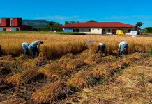 Gobierno de Nicaragua impulsa programas y estrategias para sector arroz Gobierno de Nicaragua avanza en siembra de arroz secano en el primer ciclo