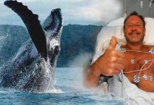 Vivió para contarlo: Buzo fue tragado y escupido por una ballena Ballena jorobada abrió la mandíbula y lo arrojó de nuevo