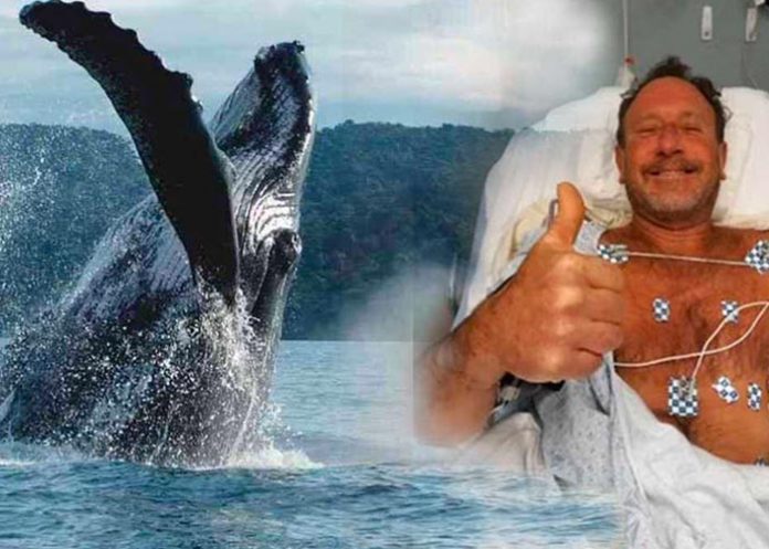 veee Ballena jorobada abrió la mandíbula y lo arrojó de nuevo