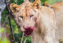 ¡Terror en Ghana! Hombre es destazado por las garras de un feroz león Hombre muere en garras de león en la capital de Ghana