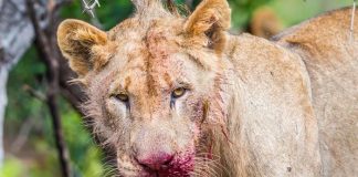 Hombre muere en garras de león en la capital de Ghana