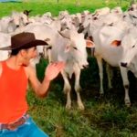 Vacas se enojan y atacan a un joven en plena grabación para TikTok Vacas se enojan y atacan a un joven en plena grabación para TikTok