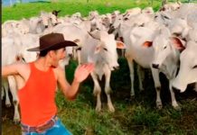 Vacas se enojan y atacan a un joven en plena grabación para TikTok Vacas se enojan y atacan a un joven en plena grabación para TikTok