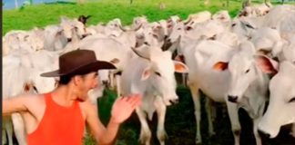 Vacas se enojan y atacan a un joven en plena grabación para TikTok