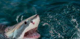 Tragedia en Bahamas: un tiburón devoró a una mujer que buceaba con su familia